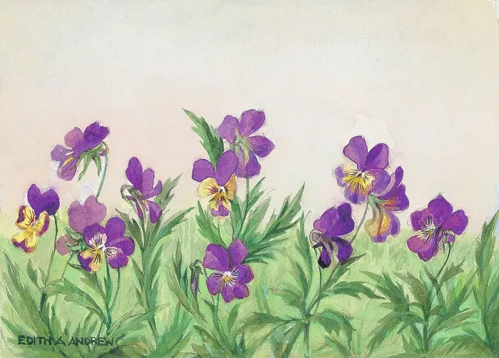 Framed Print : Heartsease - Gardens Framed Print : Heartsease - Gardens