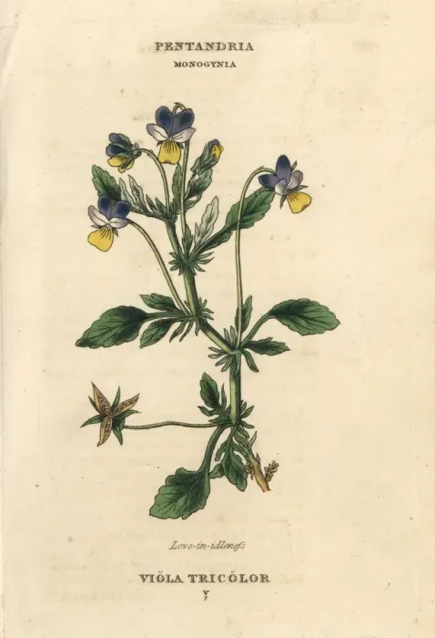 Framed Print : Heartsease or Love in idleness, Viola tricolor Framed Print : Heartsease or Love in idleness, Viola tricolor