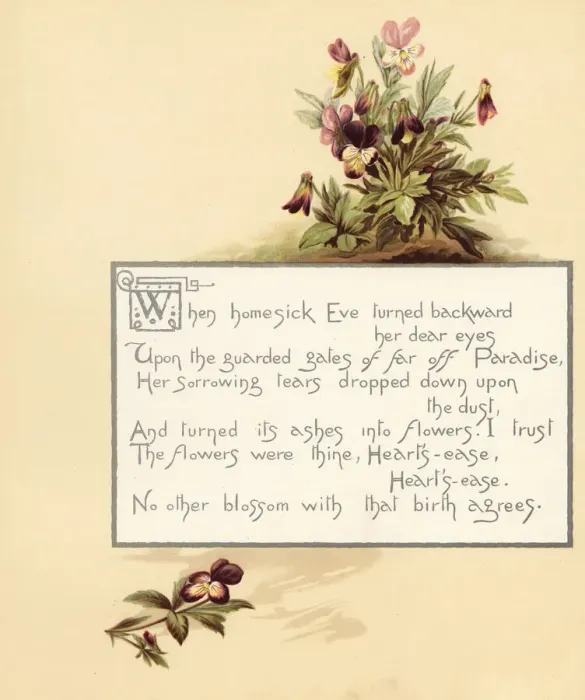 Framed Print : Heartsease, Viola tricolor, with calligraphic poem in box Framed Print : Heartsease, Viola tricolor, with calligraphic poem in box