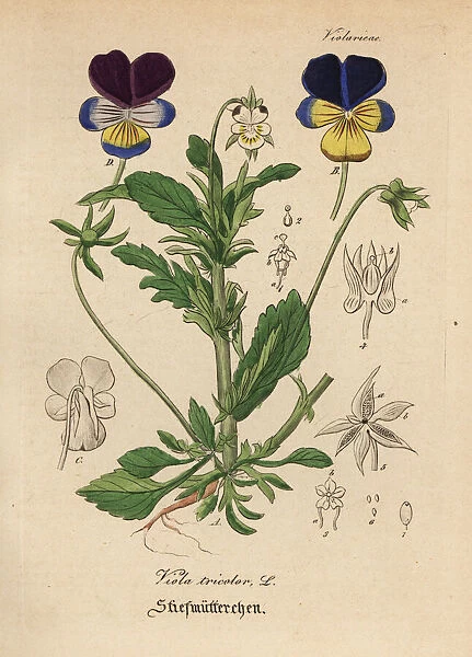 Heartsease or wild pansy, Viola tricolor