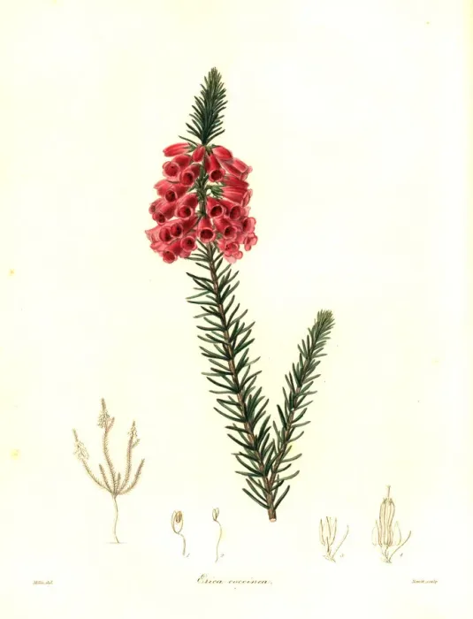 Framed Print : Heath, Erica viscaria subsp. gallorum Framed Print : Heath, Erica viscaria subsp. gallorum