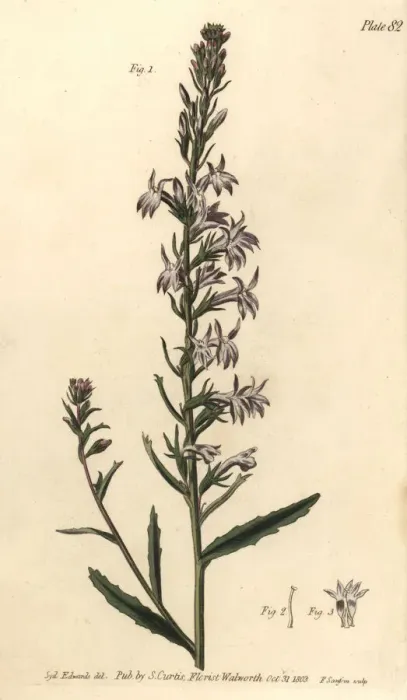 Framed Print : Heath lobelia, Lobelia urens Framed Print : Heath lobelia, Lobelia urens