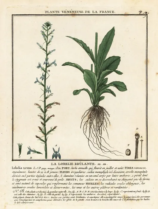 Framed Print : Heath lobelia, Lobelia urens Framed Print : Heath lobelia, Lobelia urens