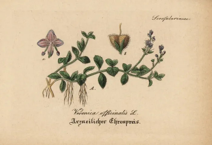 Framed Print : Heath speedwell, Veronica officinalis Framed Print : Heath speedwell, Veronica officinalis