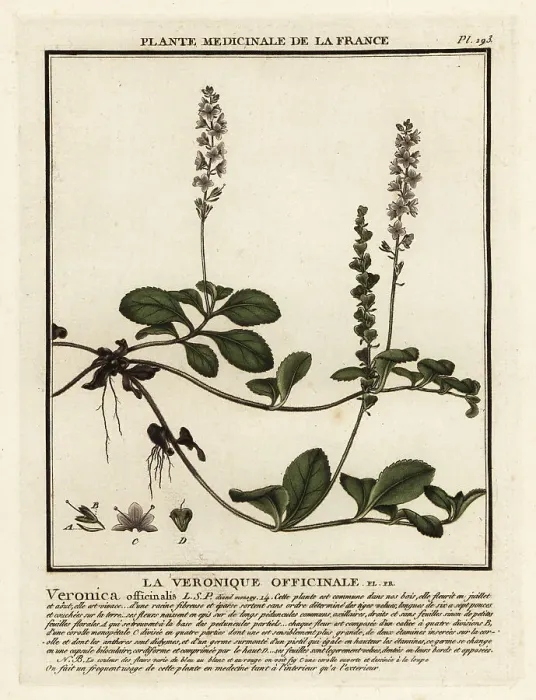 Framed Print : Heath speedwell, Veronica officinalis