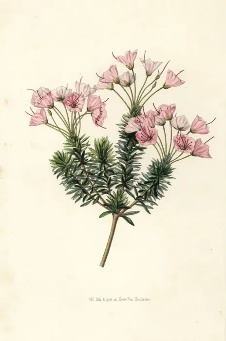 Framed Print : Heather variety, Bryanthus erectus Framed Print : Heather variety, Bryanthus erectus