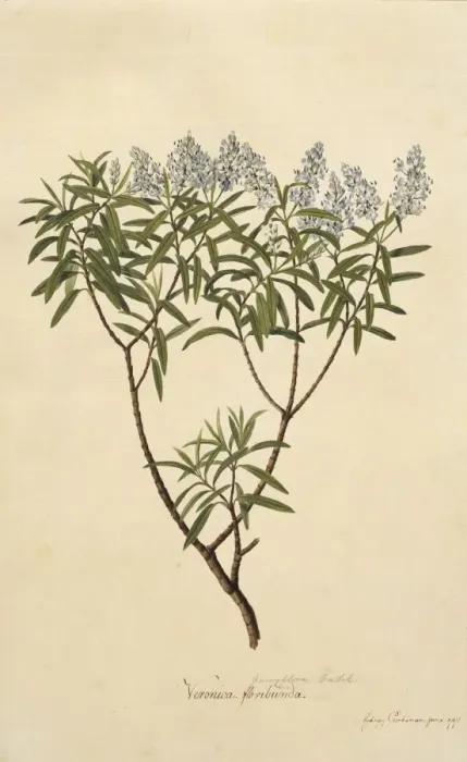 Framed Print : Hebe parviflora, koromiko Framed Print : Hebe parviflora, koromiko