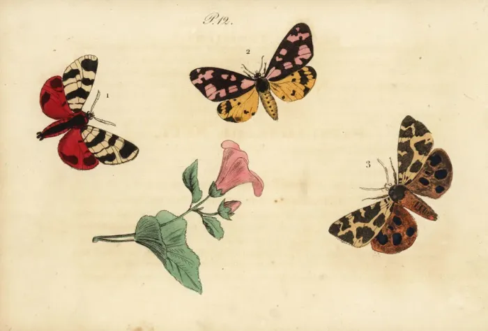 Framed Print : Hebe tiger, cream-spot tiger and garden tiger moth Framed Print : Hebe tiger, cream-spot tiger and garden tiger moth