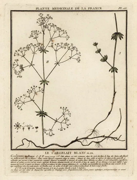 Framed Print : Hedge bedstraw, Galium mollugo Framed Print : Hedge bedstraw, Galium mollugo
