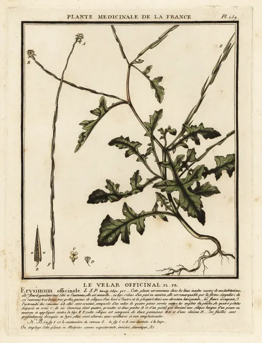 Framed Print : Hedge mustard, Sisymbrium officinale Framed Print : Hedge mustard, Sisymbrium officinale