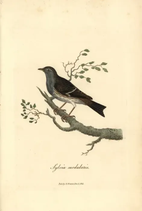 Framed Print : Hedge warbler or dunnock, Prunella modularis Framed Print : Hedge warbler or dunnock, Prunella modularis