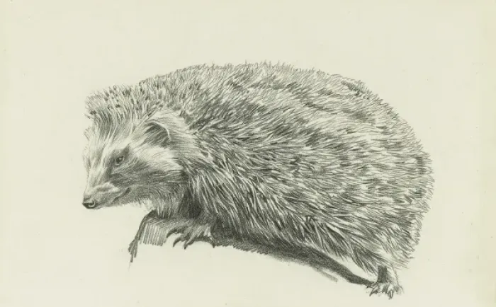 Framed Print : A hedgehog Framed Print : A hedgehog