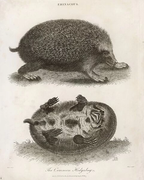 Hedgehog  /  Common 1803