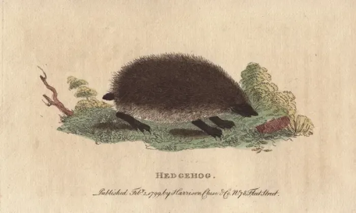 Framed Print : Hedgehog, Erinaceus europaeus Framed Print : Hedgehog, Erinaceus europaeus