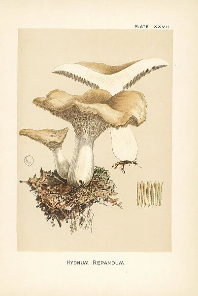 Hedgehog mushroom, Hydnum repandum