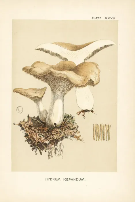 Framed Print : Hedgehog mushroom, Hydnum repandum Framed Print : Hedgehog mushroom, Hydnum repandum