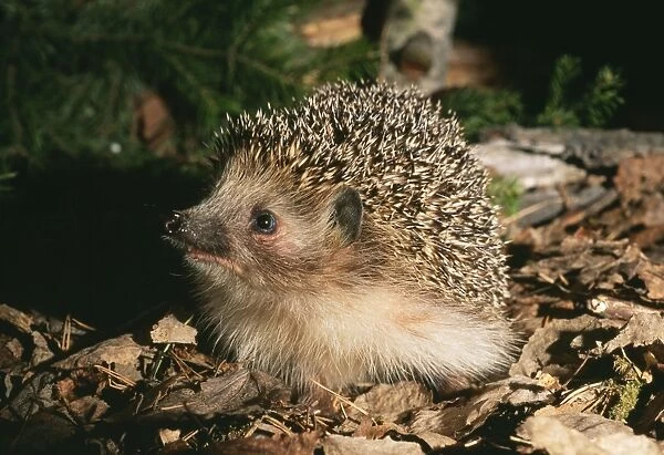 HEDGEHOG - searching for food