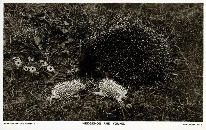 Framed Print : Hedgehog and young Framed Print : Hedgehog and young