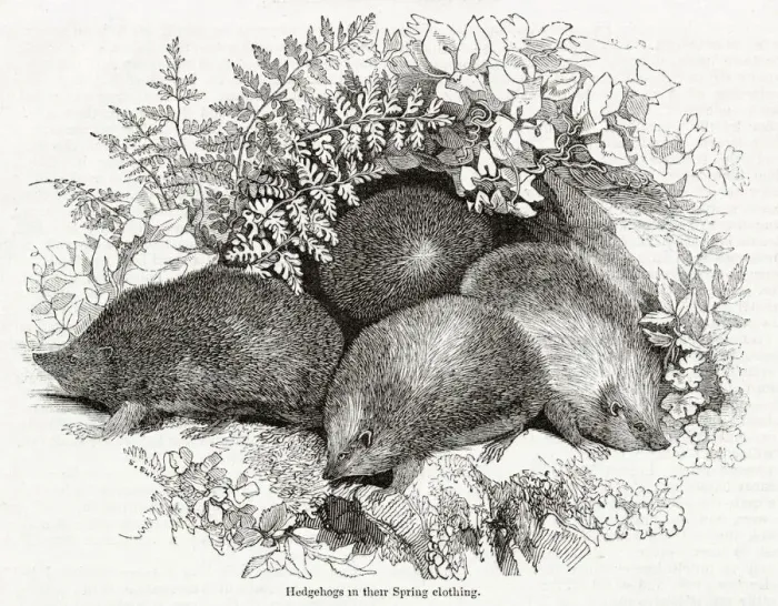 Framed Print : Hedgehogs (Erinaceus europaeus) in the spring Framed Print : Hedgehogs (Erinaceus europaeus) in the spring