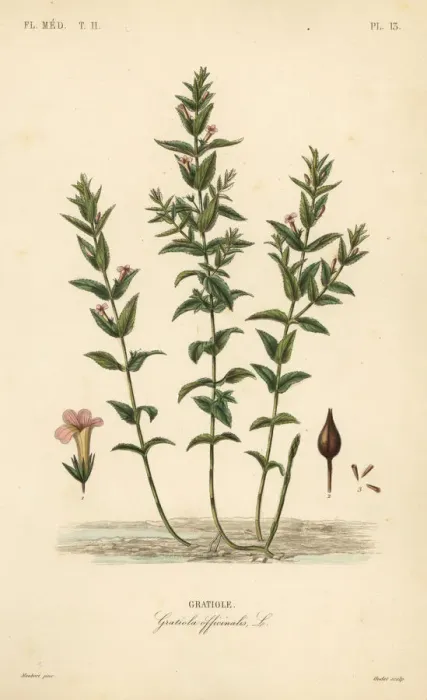 Framed Print : Hedgehyssop or herb of grace, Gratiola officinalis Framed Print : Hedgehyssop or herb of grace, Gratiola officinalis