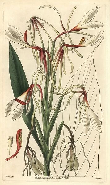 Hedychium acuminatum