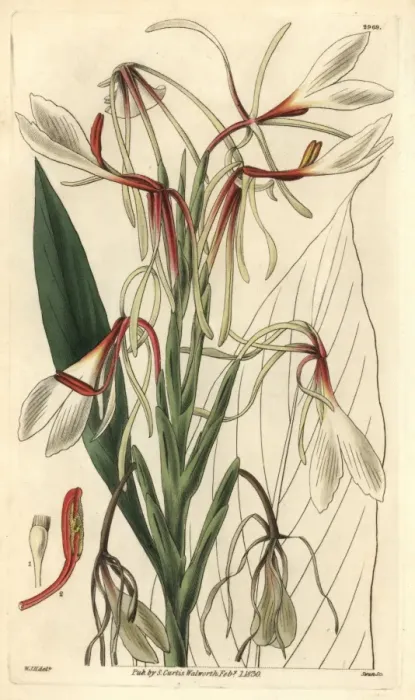 Framed Print : Hedychium acuminatum Framed Print : Hedychium acuminatum