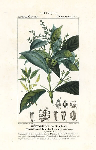 Hedyosmum bonplandianum, Kunth