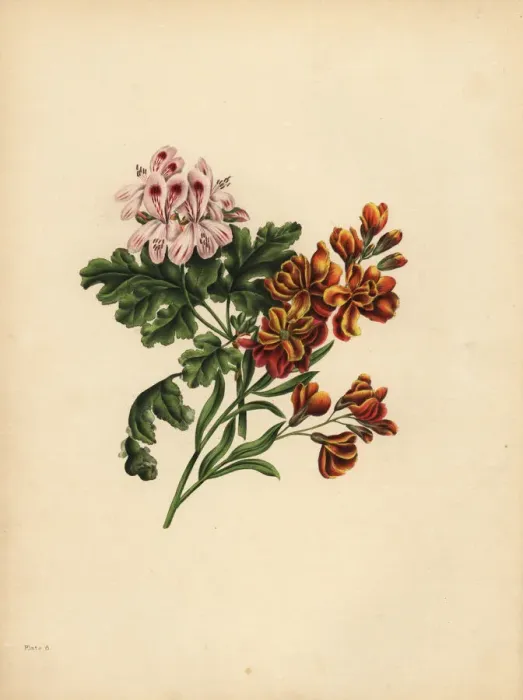 Framed Print : The Helen Geranium, Preference; The Garden
