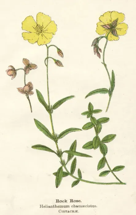 Framed Print : HELIANTHEMUM CHAMAECIST Framed Print : HELIANTHEMUM CHAMAECIST