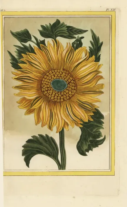 Framed Print : Helianthus annuus, common sunflower Framed Print : Helianthus annuus, common sunflower