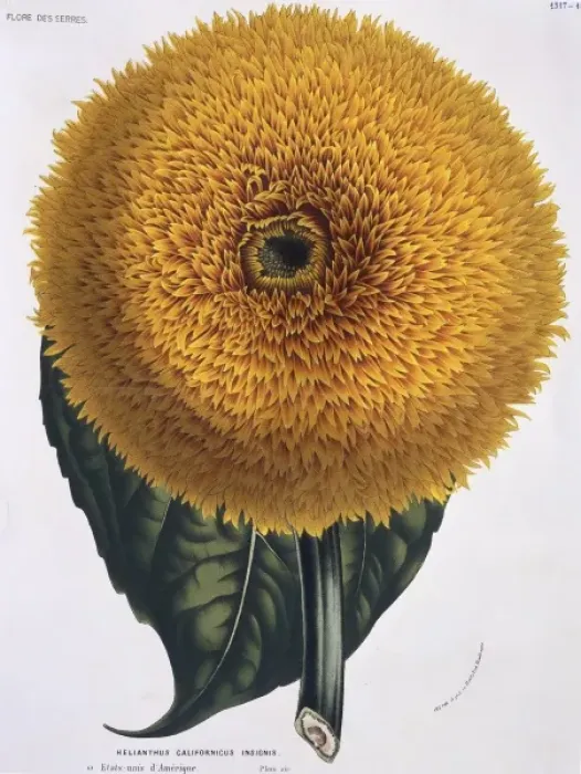 Framed Print : Helianthus californicus, sunflower Framed Print : Helianthus californicus, sunflower