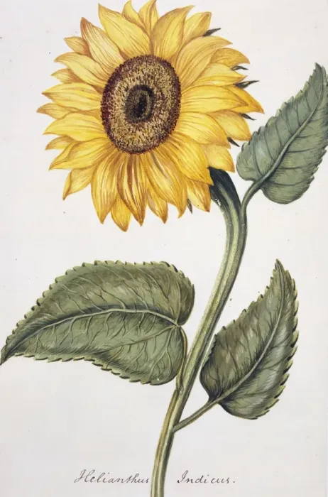 Framed Print : Helianthus indicu, sunflower Framed Print : Helianthus indicu, sunflower