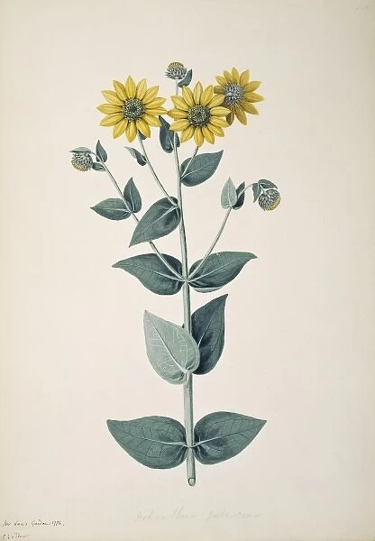 Helianthus mollis, downy sunflower
