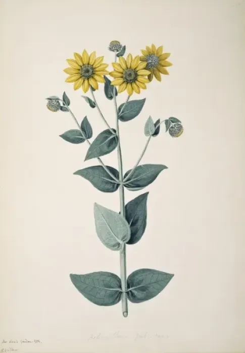 Framed Print : Helianthus mollis, downy sunflower Framed Print : Helianthus mollis, downy sunflower