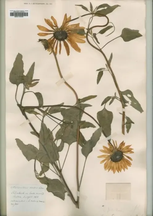 Framed Print : Helianthus ovatus lehm Framed Print : Helianthus ovatus lehm