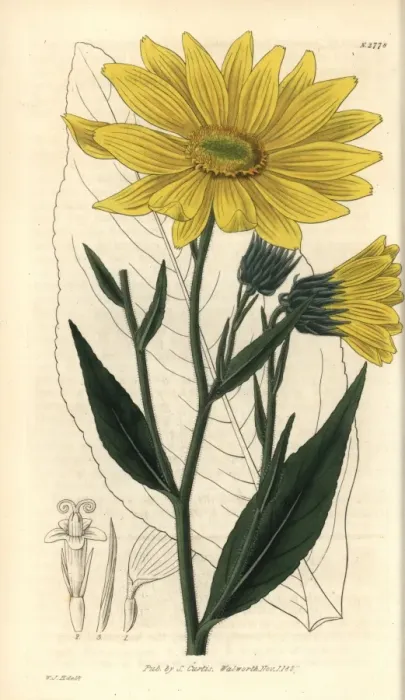 Framed Print : Helianthus pubescens, Illinois sunflower Framed Print : Helianthus pubescens, Illinois sunflower