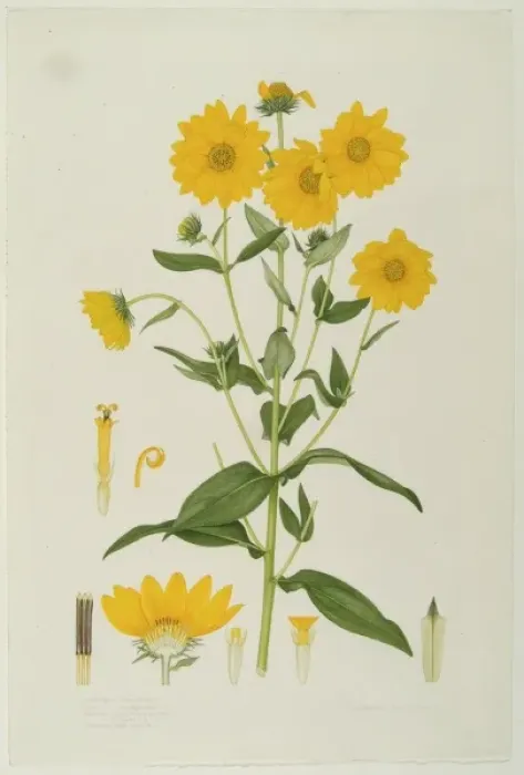 Framed Print : Helianthus tomentosus, Jerusalem artichoke Framed Print : Helianthus tomentosus, Jerusalem artichoke