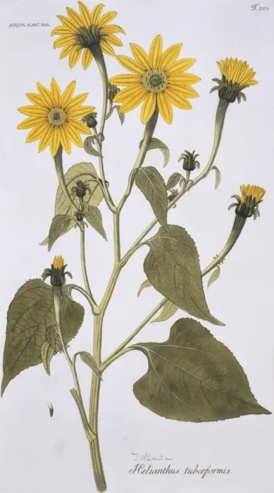Framed Print : Helianthus tubaeformis, southern sunflower Framed Print : Helianthus tubaeformis, southern sunflower