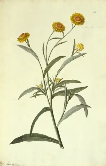 Framed Print : Helichrisum brachteatum, strawflower Framed Print : Helichrisum brachteatum, strawflower