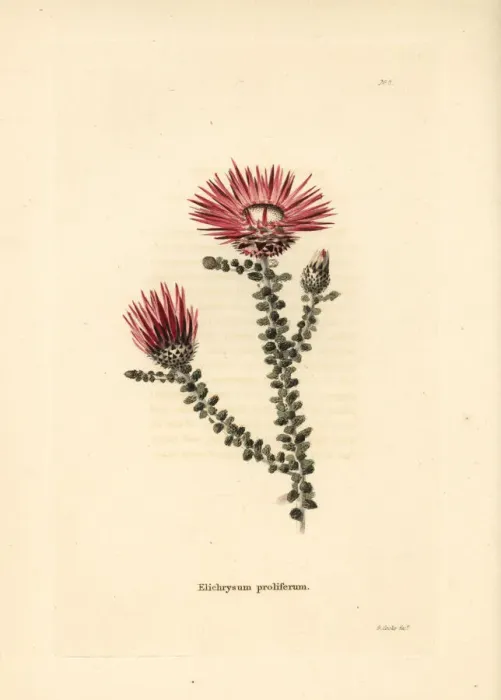 Framed Print : Helichrysum proliferum Framed Print : Helichrysum proliferum