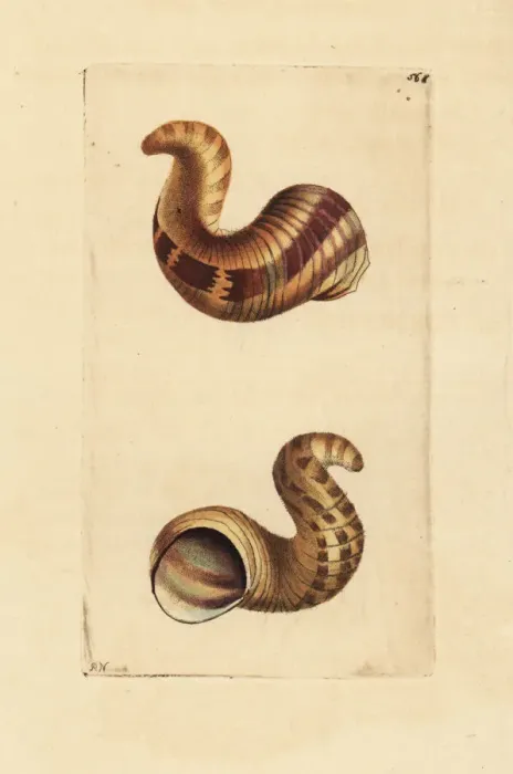 Framed Print : Helicine cornucopia shell, Cornucopia helicina Framed Print : Helicine cornucopia shell, Cornucopia helicina