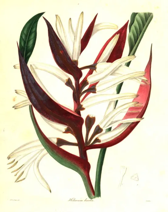 Framed Print : Heliconia angusta