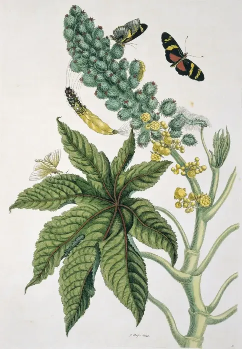 Framed Print : Heliconius ricini