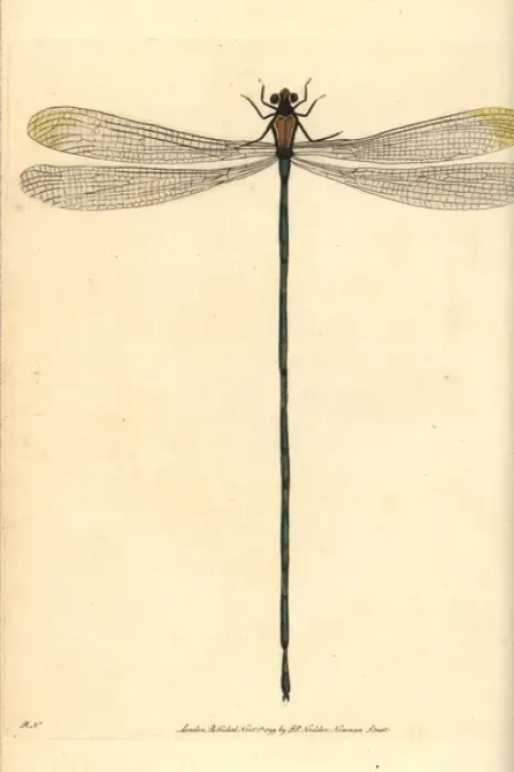 Framed Print : Helicopter damselfly, Mecistogaster lucretia Framed Print : Helicopter damselfly, Mecistogaster lucretia