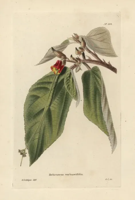 Framed Print : Helicteres ovata Framed Print : Helicteres ovata