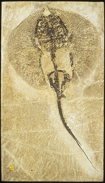 Heliobatis radians, fossil stingray