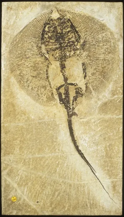 Framed Print : Heliobatis radians, fossil stingray Framed Print : Heliobatis radians, fossil stingray