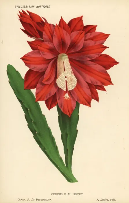 Framed Print : Heliocereus speciosus Framed Print : Heliocereus speciosus