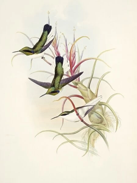 Heliothrix aurita phainolaemus, black-eared fairy