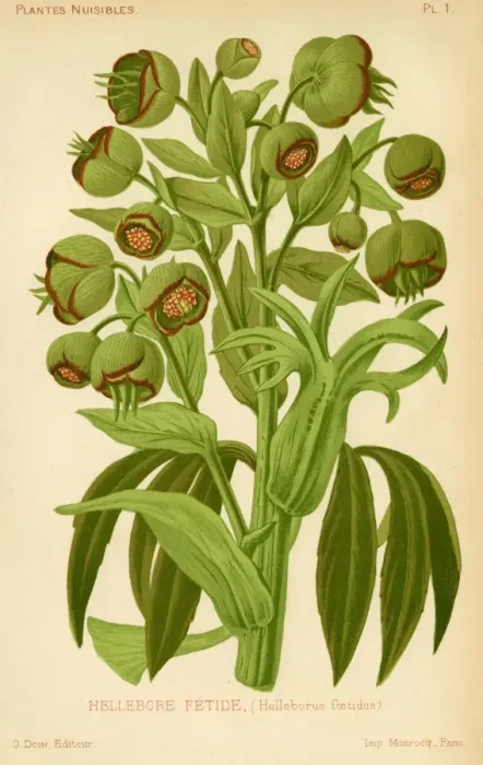 Framed Print : HELLEBORE. Fetid hellebore poisonous as well as smelly Framed Print : HELLEBORE. Fetid hellebore poisonous as well as smelly